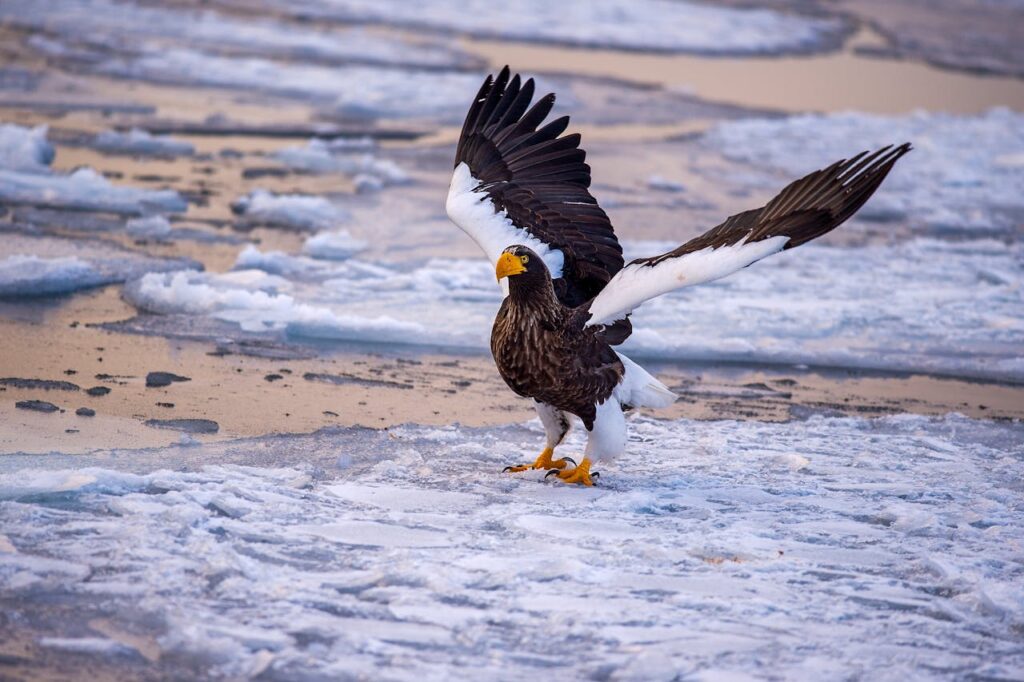 A Stellars Sea Eagle on Frozen Water