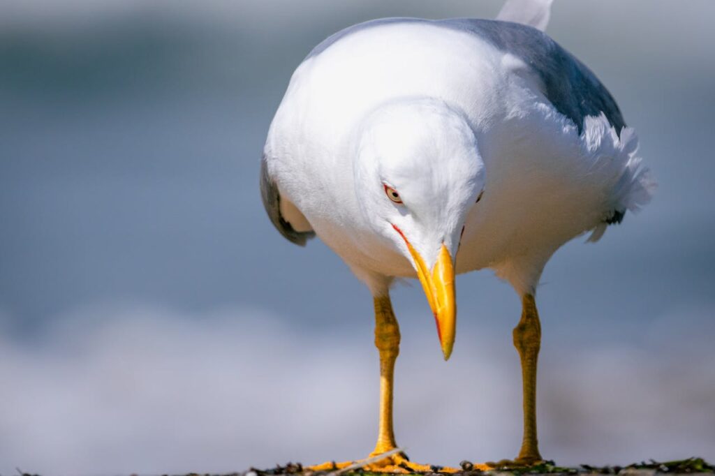 close-up-of-a-seagull-17132821 Close-up of a Seagull