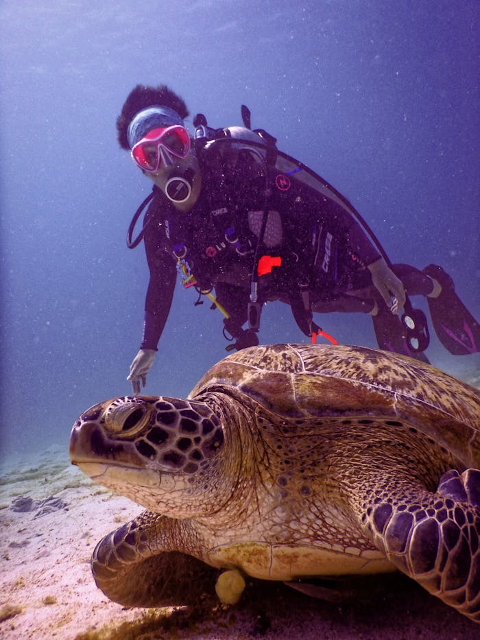 Scubadiver Near Brown Turtle