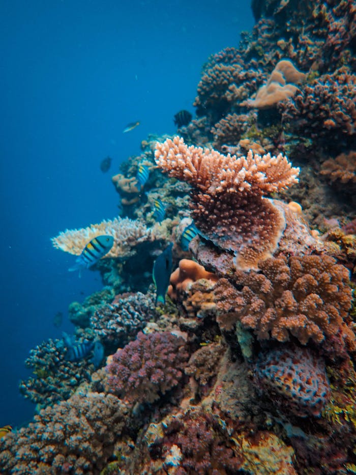 Striped Fishes on Coral Reef